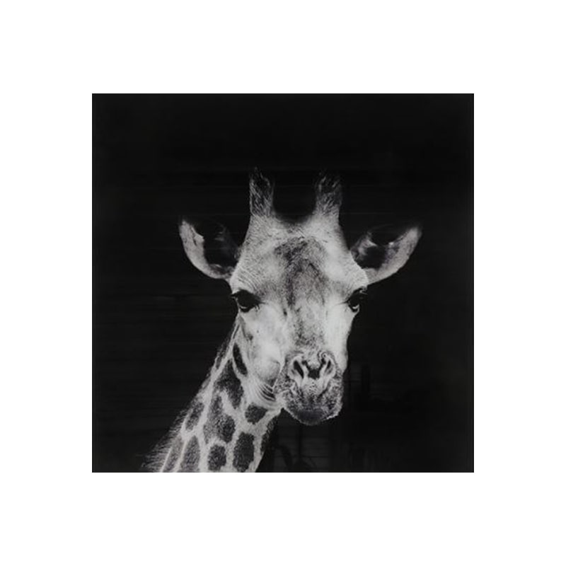 Glasschilderij - Giraffe Mocambo - 80 x 80 cm