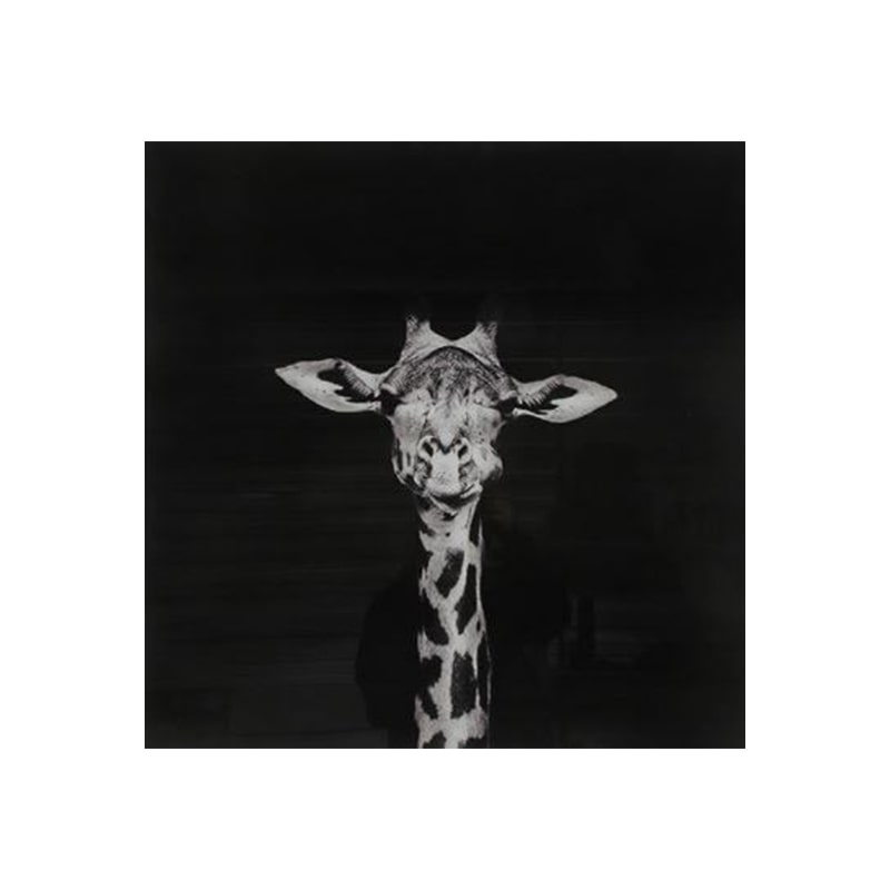 Glasschilderij - Giraffe Makela - 80 x 80 cm